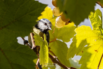 IMG_3119INSTA copie.jpg