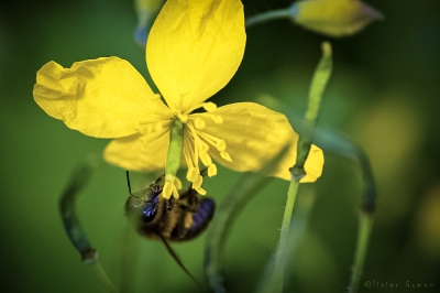 olivier gomez,photographe corse,macro,nikon,sigma,fleur,insecte